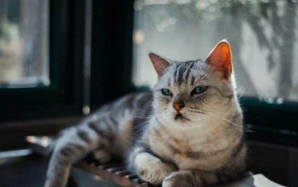 猫咪驱虫后多久可以打疫苗