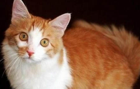 猫不爱吃猫粮怎么办