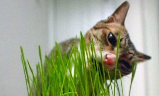 猫咪驱虫后多久可以打疫苗?