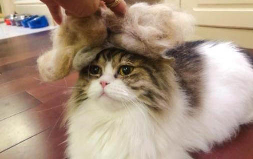 两个月大的小猫会主动吃猫草吗