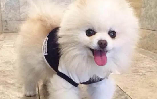 两个月小狗拉稀正常吗