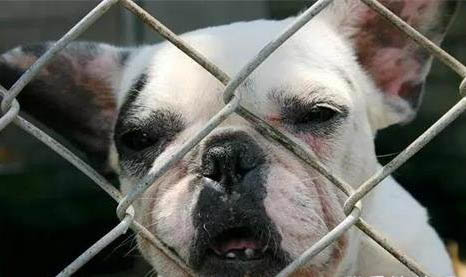 柴犬纯种和不纯种区别