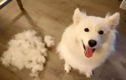 狗狗得了球虫禁食多久