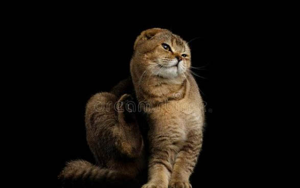 猫咪晚上睡觉为什么不叫唤