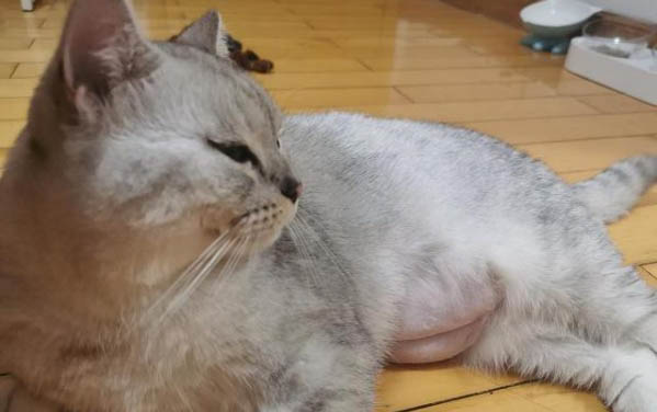 如何判断猫咪有没有怀孕?