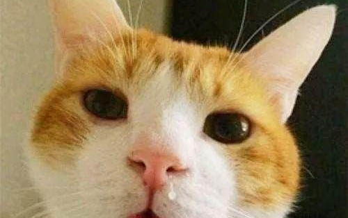 猫咪刚到家不吃东西是什么原因?该怎么办