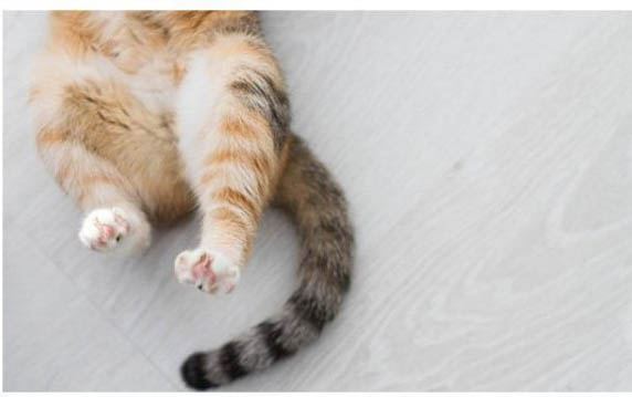 小猫流眼泪打喷嚏怎么回事