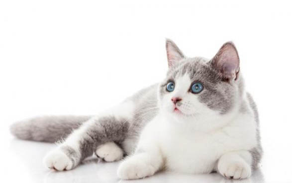 雪诗雅猫罐头幼猫可以吃吗