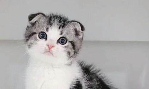 如何正确饲养折耳猫