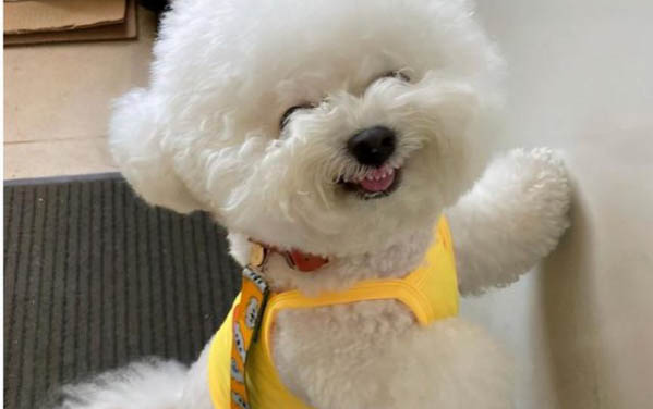 怎样区分长毛暹罗猫和布偶