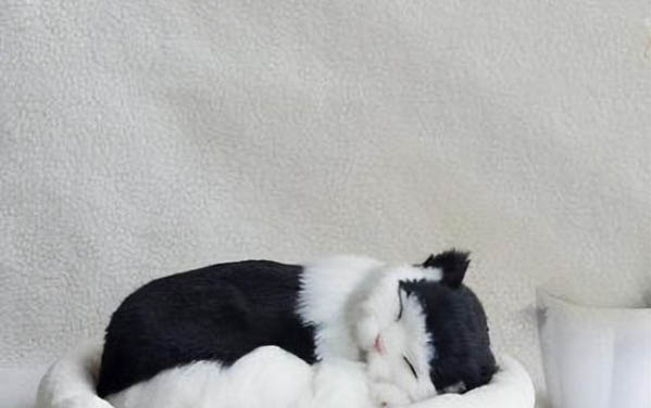 猫砂要把旧的全部倒掉吗猫砂的适量怎么保存