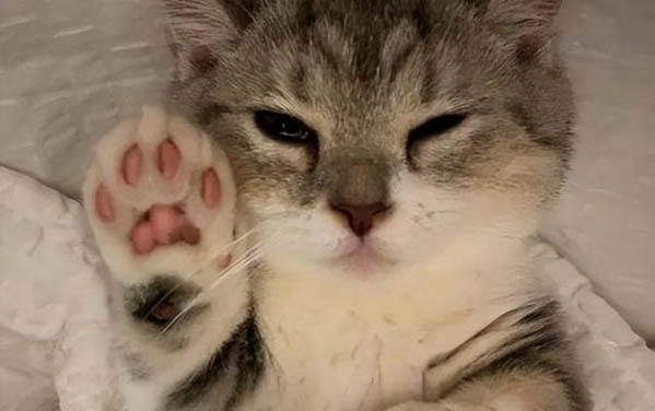 临时给猫洗澡用什么洗