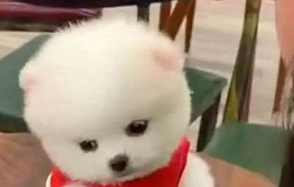 被狗咬了怎么办啊