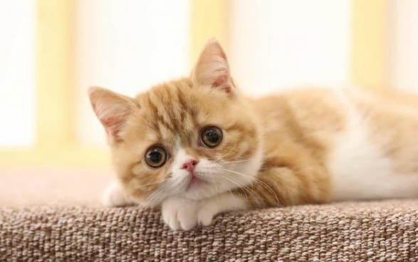 捡了一只猫回家养