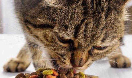 猫咪内驱和外驱间隔多久