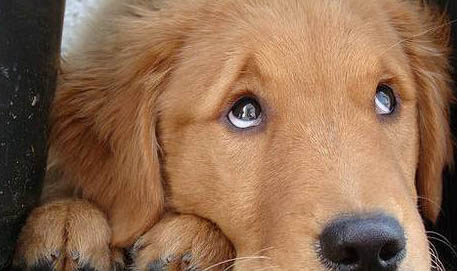 狗狗犬瘟抽搐几天会死