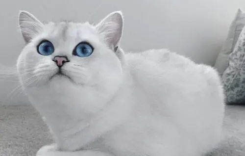 猫咪睡觉像人一样打鼾正常吗为什么