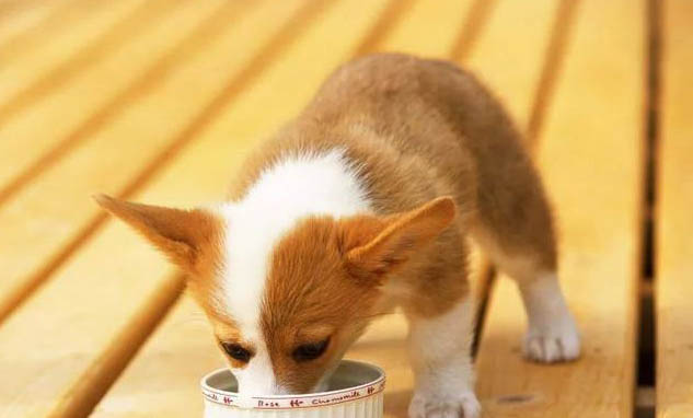 幼犬每次喂多少狗粮