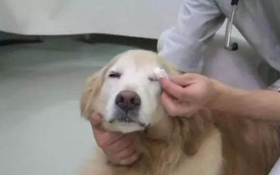 狗狗为什么不用穿鞋了