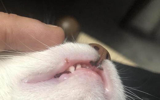 拍猫咪撅屁股是为什么呢