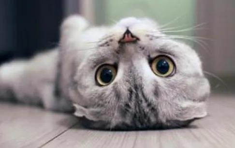 两个月小猫腹部位置凸起,摸起来很软是什么?