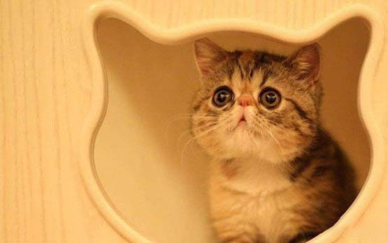 猫咪突然倒地抽搐呼吸急促怎么办