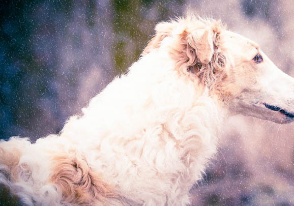 捷克狼犬现在多少钱一只