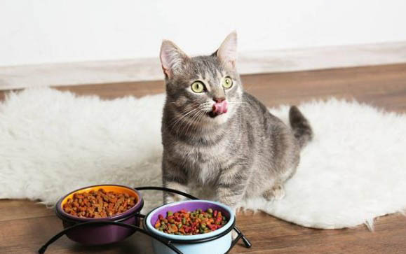 猫咪得了猫癣症状有哪些