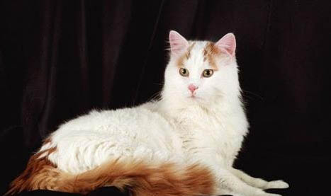 土猫的品种有哪些