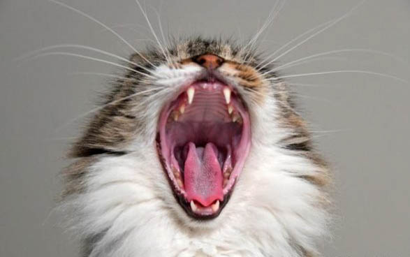 小猫得猫瘟怎么在家治疗最好