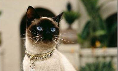 猫咪为什么老咬人的腿呢