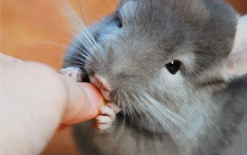 龙猫怀孕了能洗澡么