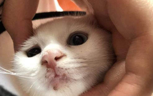 狗狗为什么会感染细小病毒