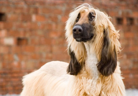 猎犬品种排名 打猎