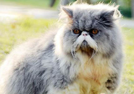 波斯猫多少钱一只