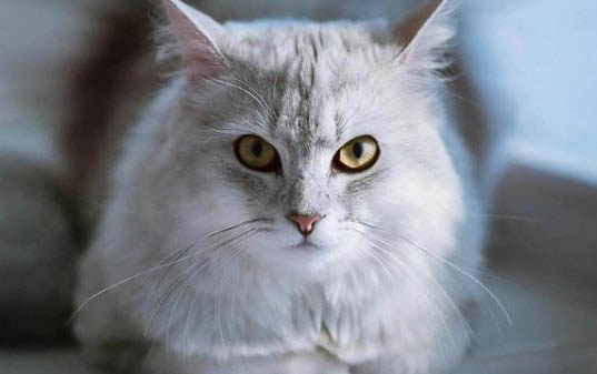 小猫多久洗一次澡