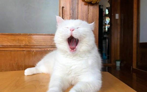 小猫闻了蚊香怎么解毒