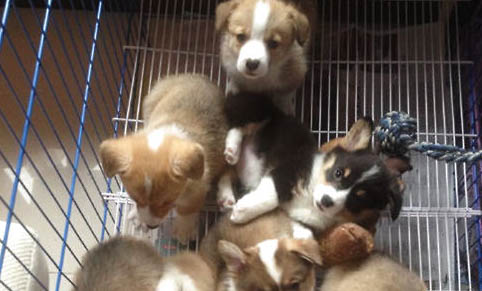 三个月大的幼犬感冒了怎么办