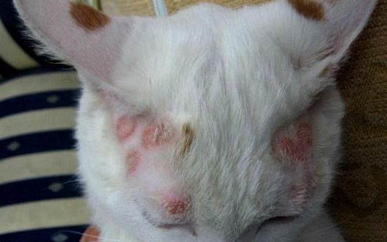 两个月的小猫可以吃罐头吗