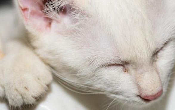 小猫出生几天可以摸啊?