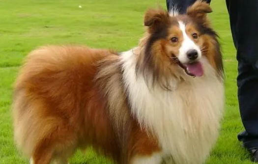 喜乐蒂牧羊犬的寿命一般是多久