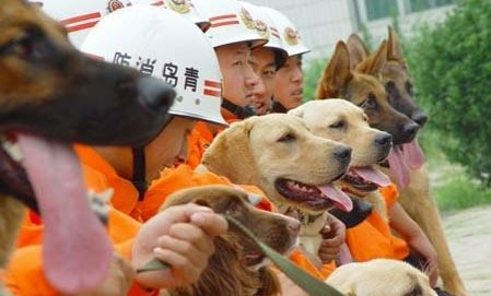 搜救犬的品种有哪些?