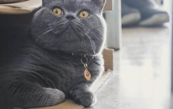 小猫屁眼红肿鼓突出怎么办