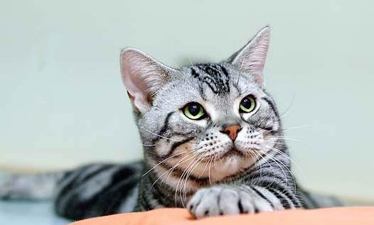 宠物猫蓝猫价格是多少钱一只