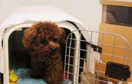 狗狗犬瘟潜伏期多久
