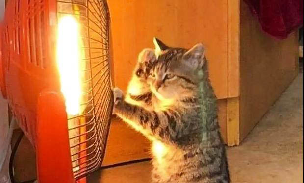 猫咪嘴巴有腥臭味道的原因及处理方法