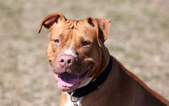 惠比特犬怎么饲养?