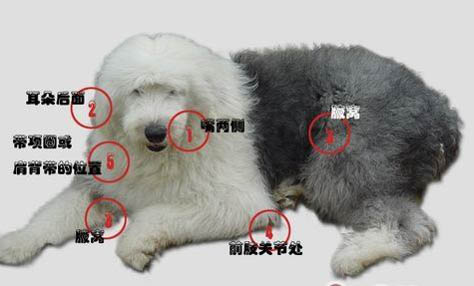 狗一次吃多少鸡心