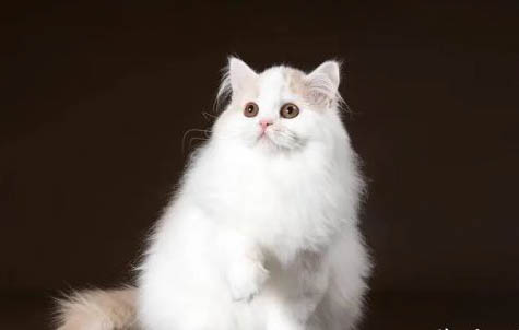 纯白高地猫好养吗
