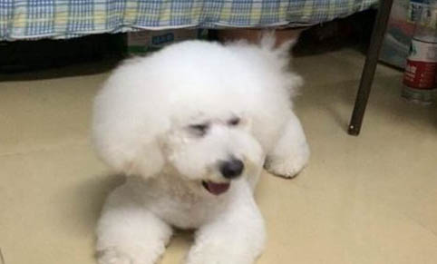 狗狗真菌螨虫混合感染怎么治